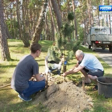 Калининградцев приглашают принять участие в создании и сохранении зелёных зон