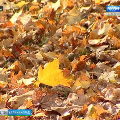 В ноябре температура воздуха в Калининградской области будет выше нормы