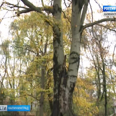 Старейшее дерево Калининградского зоопарка внесли в реестр старовозрастных деревьев России
