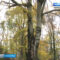 Старейшее дерево Калининградского зоопарка внесли в реестр старовозрастных деревьев России