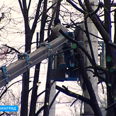 В Калининграде начинается сезон обрезки деревьев