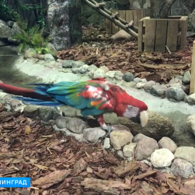 В Калининградском зоопарке торжественно открыли «Дом тропической птицы»