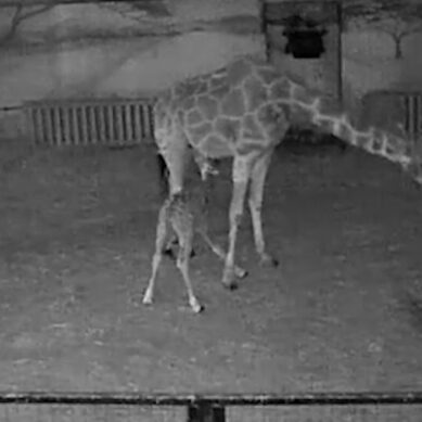 В Калининградском зоопарке показали детёныша жирафа