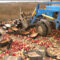В Калининграде уничтожили партию санкционных яблок