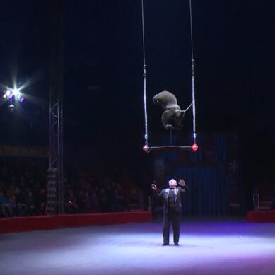 Глава Калининграда высказался о возведении цирка у Верхнего пруда
