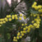 В Ботаническом саду БФУ им. И. Канта распустился весенний первоцвет и акация