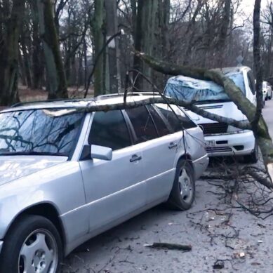 В Калининграде сильный ветер повалил более трёх десятков деревьев и повредил машины