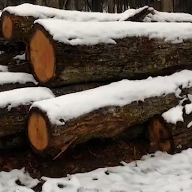 В Черняховске после незаконной вырубки деревьев возбуждено уголовное дело