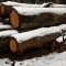 В Черняховске после незаконной вырубки деревьев возбуждено уголовное дело