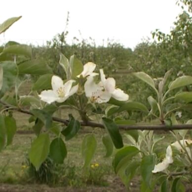 Сады груши и черешни появились в Багратионовском районе