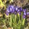 Весна пришла: в ботаническом саду Калининграда зацвели подснежники, рододендрон и крокусы