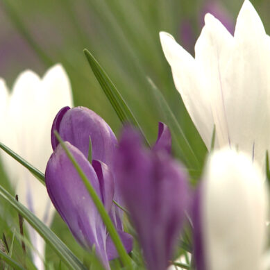 В Калининградскую область к 8 марта привезли 285 тонн цветов