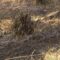 В Калининградской области зарегистрировано больше 40 палов травы