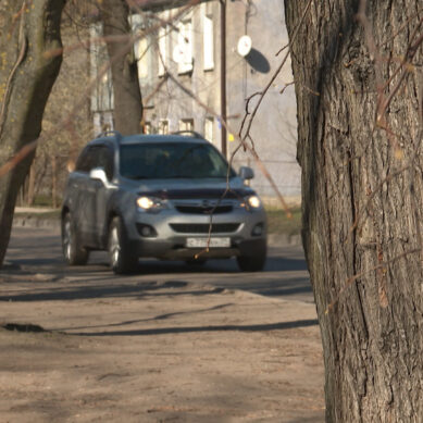 Жители ул. Ялтинской попросили власти не рубить деревья при ремонте тротуара