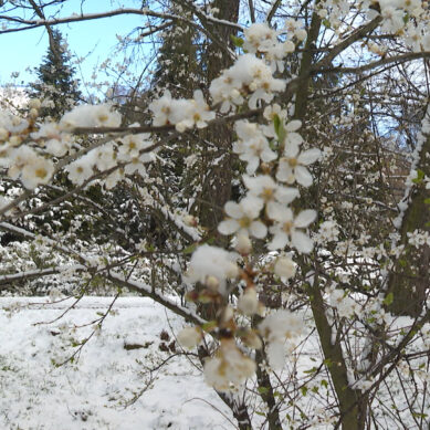 Ботанический сад Калининграда накрыло снежной пеленой