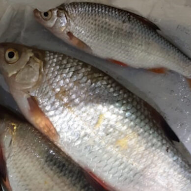 За неделю в Калининградской области рыбаки незаконно выловили почти 150 кг. рыбы