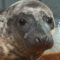 В Калининградском зоопарке появился детёныш тюленя по кличке Фыр-фыр