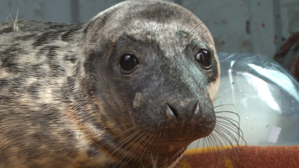 В Калининградском зоопарке появился детёныш тюленя по кличке Фыр-фыр