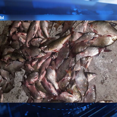 Задержан браконьер, выловивший в Калининградском заливе  более 125 кг рыбы