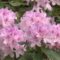 Воздушные цветы рододендронов и сладкая сирень: что цветёт в Ботаническом саду
