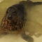 Калининградский зоопарк показал тюлененка, которого нашли израненным в конце марта
