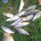 Сотрудники Росрыболовства изъяли у браконьеров более 100 кг рыбы