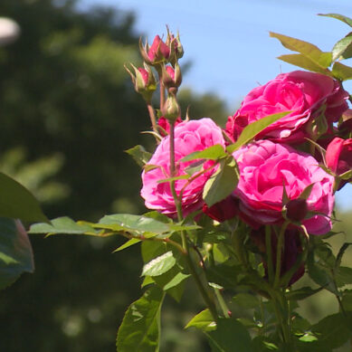 В Советске высадят более тысячи роз