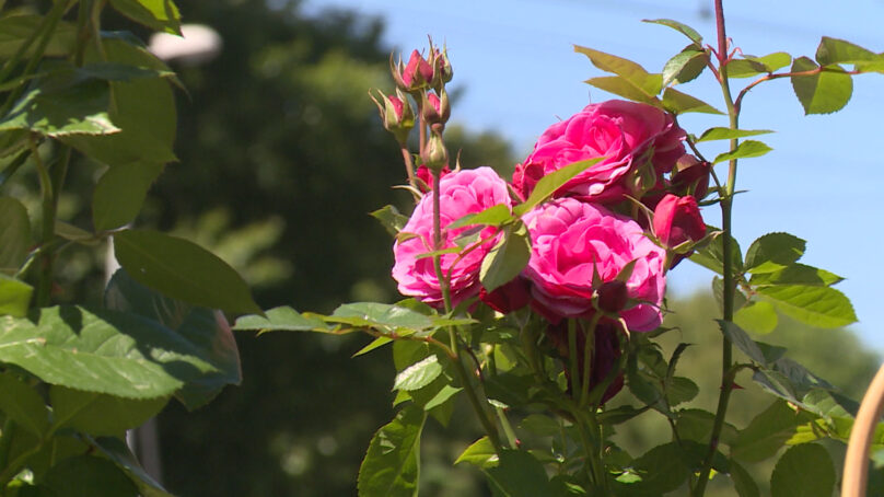 В Советске высадят более тысячи роз