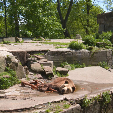Сегодня Калининградский зоопарк не откроется для посетителей