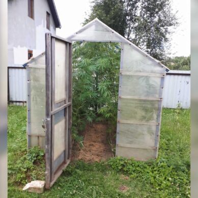 Зеленоградский дачник вырастил в теплице 52 куста конопли