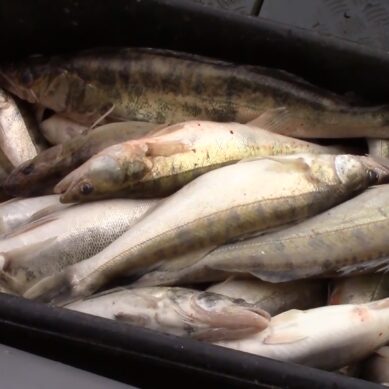 В Калининградской области промысловики незаконно выловили более 800 килограммов рыбы