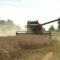 В Калининградской области планируют повторить рекордные показатели по сбору зерновых