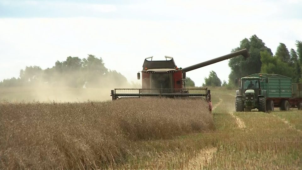 В Калининградской области планируют повторить рекордные показатели по сбору зерновых