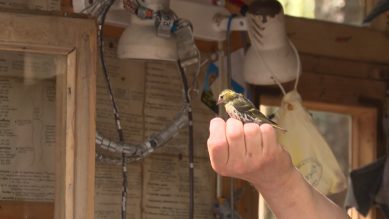 Орнитологи вновь встречают туристов на биологической станции на Куршской косе