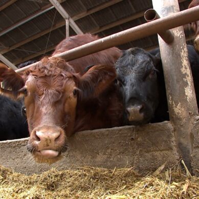 Житель Краснознаменска похитил с фермерского хозяйства более полутонны корма для скота