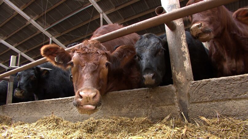 Житель Краснознаменска похитил с фермерского хозяйства более полутонны корма для скота