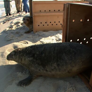 В Балтийское море выпустили тюленей находившихся на реабилитации