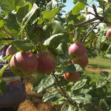В Калининградской области начался сбор урожая ранних яблок