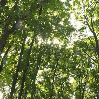 Весь Суздальский лес в Калининграде будет зелёной зоной