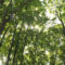 Суздальский лес в Калининграде получит статус зелёной зоны