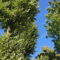Антон Алиханов заявил, что Суздальский лес на 100% будет зелёной зоной