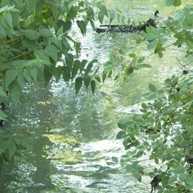 Предпринимателя, допустившего сброс сточных вод в ручей Лесной, оштрафуют на 75 тысяч рублей