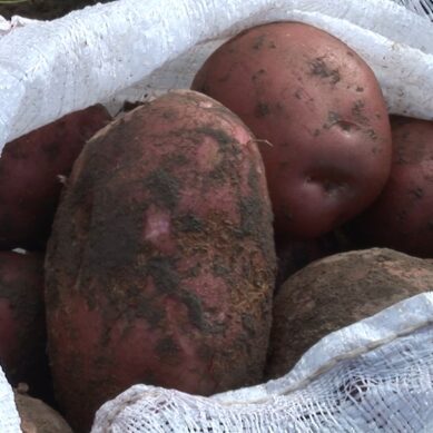Калининградские аграрии рассчитывают на неплохой урожай картофеля