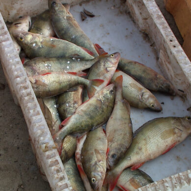Жителя Полесского района отправили на  обязательные работы за незаконную ловлю рыбы
