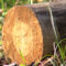 В Черняховском районе лесоруб незаконно спилил хвойные деревья почти на 200 тысяч рублей, а продал их за 5