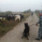 В Черняховском районе у фермера пропало стадо коров