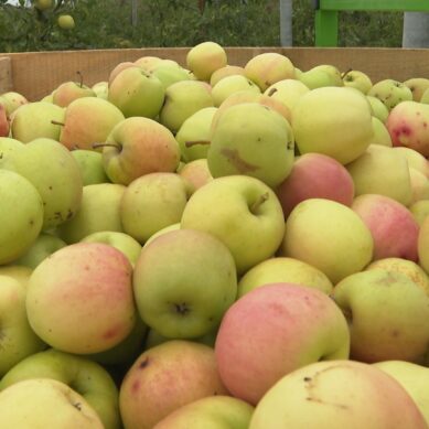 В Калининградской области завершается сбор яблок