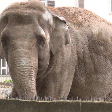 Сегодня калининградской слонихе Преголе исполнилось 52 года
