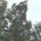 В Калининграде сильный ветер ночью повалил три дерева