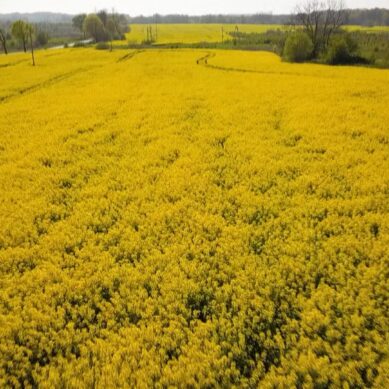 В Калининградской области ожидается рекордный урожай зерна и рапса